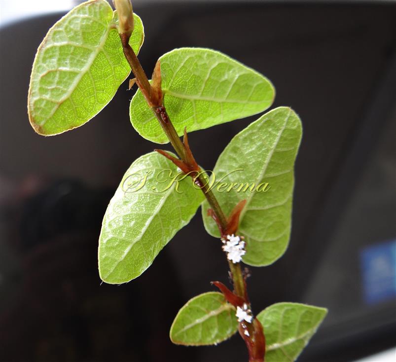  Leafy Shoot with Stipules